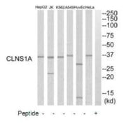 Western blot analysis of extracts from HuvEc cells, K562 cells, HeLa cells, HepG2 cells, A549 cells and Jurkat cells, using CLNS1A antibody.