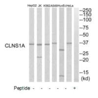 Western blot analysis of extracts from HuvEc cells, K562 cells, HeLa cells, HepG2 cells, A549 cells and Jurkat cells, using CLNS1A antibody.
