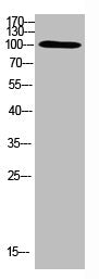 Western Blot analysis of HEPG2 cells using Antibody diluted at 500