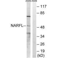 Western blot analysis of extracts from A549 cells, using NARFL antibody.
