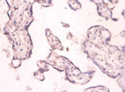 Immunohistochemistry of paraffin-embedded human placenta tissue using CSB-PA16029A0Rb at dilution of 1:100
