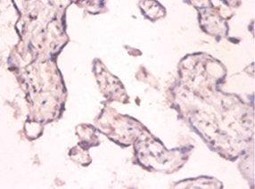 Immunohistochemistry of paraffin-embedded human placenta tissue using CSB-PA16029A0Rb at dilution of 1:100