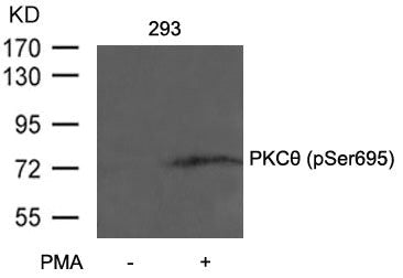 Western blot analysis of extracts from 293 cells untreated or treated with PMA using PKCth(Phospho-Ser695) Antibody.