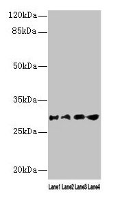 Western blot All lanes: AQP1 antibody at 16µg/ml Lane 1: Rat heart tissue Lane 2: Mouse skeletal muscle tissue Lane 3: A549 whole cell lysate Lane 4: 293T whole cell lysate Secondary Goat polyclonal to rabbit IgG at 1/10000 dilution Predicted band...