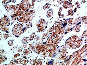 Immunohistochemical analysis of paraffin-embedded Human-placenta, antibody was diluted at 1:100