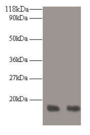 Western blot All lanes: RPA3 antibody at 2µg/ml Lane 1: LO2 whole cell lysate Lane 2: HepG2 whole cell lysate Secondary Goat polyclonal to rabbit IgG at 1/10000 dilution Predicted band size: 14 kDa Observed band size: 14 kDa
