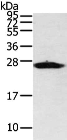 Gel: 12%SDS-PAGE, Lysate: 40 ug, Lane: Mouse heart tissue, Primary antibody: CSB-PA162897(VDAC3 Antibody) at dilution 1/400 dilution, Secondary antibody: Goat anti rabbit IgG at 1/8000 dilution, Exposure time: 3 minutes