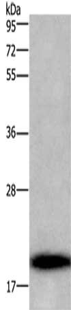 Gel: 10%SDS-PAGE,Lysate: 40 ug,,Primary antibody: CSB-PA163307(BBC3 Antibody) at dilution 1/300 dilution,Secondary antibody: Goat anti rabbit IgG at 1/8000 dilution,Exposure time: 5 minutes