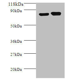 Western blot All lanes: Lysine decarboxylase, constitutive antibody at 2ug/ml + DH5a whole cell lysate Secondary Goat polyclonal to rabbit IgG at 1/10000 dilution Predicted band size: 81 kDa Observed band size: 81 kDa