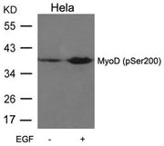 Western blot analysis of extracts from Hela cells untreated or treated with EGF using MyoD(Phospho-Ser200) Antibody.