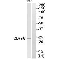 Western blot analysis of extracts from HuvEc cells, using CD79A antibody.