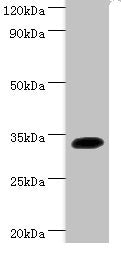 Western blot All lanes: Transcription factor SOX-2 antibody at 2ug/ml + Mouse kidney tissue Secondary Goat polyclonal to rabbit IgG at 1/15000 dilution Predicted band size: 34 kDa Observed band size: 34 kDa