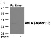 Western blot analysis of extracts from Rat kindey using AMPK β1(Phospho-Ser181) Antibody.The lane on the right is treated with the antigen-specific peptide.
