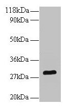 Western blot All lanes: Bdnf antibody at 2µg/ml + U251 whole cell lysate Secondary Goat polyclonal to rabbit IgG at 1/10000 dilution Predicted band size: 29 kDa Observed band size: 29 kDa