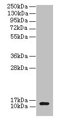 Western blot All lanes: clpS antibody at 2µg/ml + DH5a whole cell lysate Secondary Goat polyclonal to rabbit IgG at 1/10000 dilution Predicted band size: 13 kDa Observed band size: 13 kDa