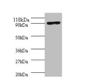 Western blot All lanes: Aquaticus DNA polymerase I, thermostable antibody at 2ug/ml + 293T whole cell lysate Secondary Goat polyclonal to rabbit IgG at 1/10000 dilution Predicted band size: 94 kDa Observed band size: 94 kDa