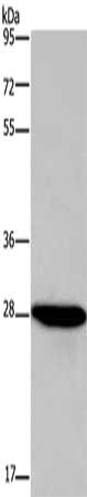 Gel: 8%SDS-PAGE, Lysate: 40 ug, Lane: HepG2 cells, Primary antibody: CSB-PA166713(FGF17 Antibody) at dilution 1/600, Secondary antibody: Goat anti rabbit IgG at 1/8000 dilution, Exposure time: 5 seconds