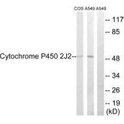 Western blot analysis of extracts from A549 cells, RAW264.7 cells and NIH-3T3 cells, using Cytochrome P450 2J2 antibody.