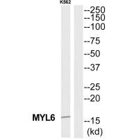 Western blot analysis of extracts from K562 cells, using MYL6 antibody.