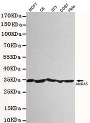 Western blot detection of ANXA5 antibody in 3T3,Hela,C6,COS7 and MCF7 cell lysates using ANXA5 antibody (1:2000 diluted).Predicted band size:30KDa.Observed band size:30KDa.Exposure time:20s.