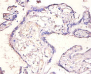 Immunohistochemistry of paraffin-embedded human placenta tissue using CSB-PA16739A0Rb at dilution of 1:100