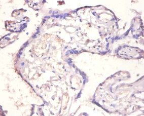 Immunohistochemistry of paraffin-embedded human placenta tissue using CSB-PA16739A0Rb at dilution of 1:100