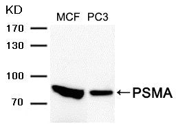 Western blot analysis of extracts from MCF and PC3 cells using PSMA Antibody .