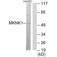 Western blot analysis of extracts from HuvEc cells, using MKNK1 antibody.