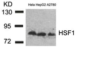 Western blot analysis of extracts from Hela, HepG2 and A2780 cells using HSF1(Ab-307) Antibody.