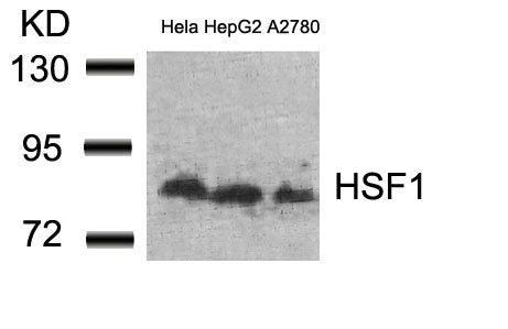 Western blot analysis of extracts from Hela, HepG2 and A2780 cells using HSF1(Ab-307) Antibody.