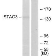 Western blot analysis of extracts from Jurkat cells, using STAG3 antibody.