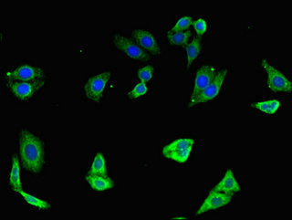 Immunofluorescent analysis of HepG2 cells using CSB-PA16789A0Rb at dilution of 1:100 and Alexa Fluor 488-congugated AffiniPure Goat Anti-Rabbit IgG(H+L)
