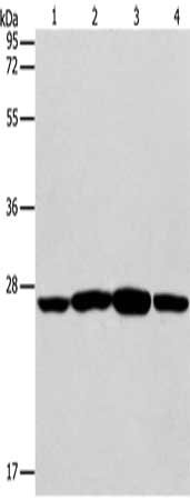 Gel: 12%SDS-PAGE, Lysate: 40 ug, Lane 1-4: Jurkat cells, A431 cells, A549 cells, A375 cells, Primary antibody: CSB-PA168017(CASP14 Antibody) at dilution 1/350, Secondary antibody: Goat anti rabbit IgG at 1/8000 dilution, Exposure time: 10 seconds