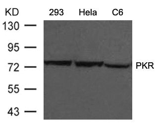 Western blot analysis of extracts from 293, Hela and C6 cells using PKR(Ab-446) Antibody.