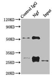 Immunoprecipitating Ngf in Rat heart tissue Lane 1: Rabbit control IgG instead of CSB-PA16859A0Rb in Rat heart tissue. For western blotting, a HRP-conjugated Protein G antibody was used as the secondary antibody (1/5000) Lane 2: CSB-PA16859A0Rb (8...