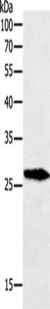 Gel: 12%SDS-PAGE, Lysate: 40 ug, Lane: Mouse testis tissue, Primary antibody: CSB-PA168659(GREM1 Antibody) at dilution 1/700, Secondary antibody: Goat anti rabbit IgG at 1/8000 dilution, Exposure time: 10 seconds