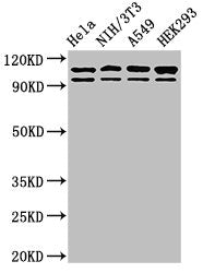 Western Blot Positive WB detected in: Hela whole cell lysate, NIH/3T3 whole cell lysate, A549 whole cell lysate, HEK293 whole cell lysate All lanes: MSH2 antibody at 2ug/ml Secondary Goat polyclonal to rabbit IgG at 1/50000 dilution Predicted band...