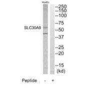 Western blot analysis of extracts from HuvEC cells, using SLC30A9 antibody.