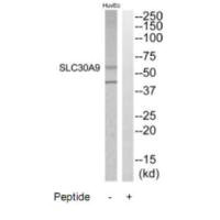 Western blot analysis of extracts from HuvEC cells, using SLC30A9 antibody.