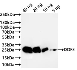 Western Blot Positive WB detected in: recombinant protein All lanes:DOF3 Antibody at 1:1000 Secondary Goat polyclonal to rabbit IgG at 1/20000 dilution Predicted band size: 22.5 kDa Observed band size: 27 kDa