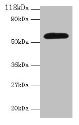 Western blot All lanes: Angpt2 antibody at 2µg/ml + Mouse lung tissue Secondary Goat polyclonal to rabbit IgG at 1/10000 dilution Predicted band size: 57 kDa Observed band size: 57 kDa