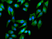 Immunofluorescent analysis of Hela cells using CSB-PA17019A0Rb at dilution of 1:100 and Alexa Fluor 488-congugated AffiniPure Goat Anti-Rabbit IgG(H+L)