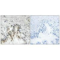 Immunohistochemistry analysis of paraffin-embedded human prostate tissue using RPL31 antibody.