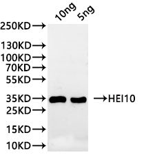 Western Blot Positive WB detected in: recombinant protein All lanes:HEI10 Antibody at 1:1000 Secondary Goat polyclonal to rabbit IgG at 1/20000 dilution Predicted band size: 30.1 kDa Observed band size: 36 kDa