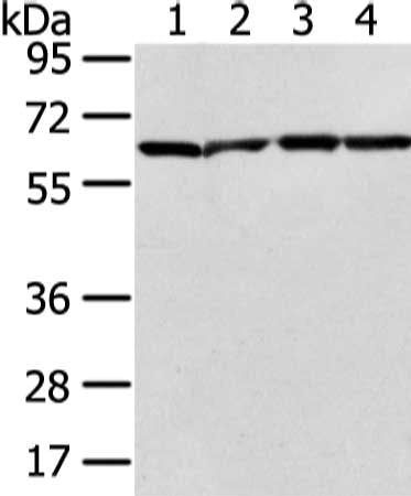 Gel: 6%SDS-PAGE, Lysate: 40 ug, Lane 1-4: Jurkat, hela, K562 and 231 cell, Primary antibody: CSB-PA171896(ATIC Antibody) at dilution 1/300 dilution, Secondary antibody: Goat anti rabbit IgG at 1/8000 dilution, Exposure time: 20 seconds