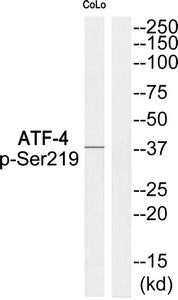 Western blot analysis of extracts from COLO cells using ATF-4 (Phospho-Ser219) Antibody.The lane on the right is treated with the antigen-specific peptide.