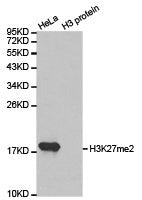 Western blot analysis of extracts of HeLa cell line and H3 protein expressed in E.coli., using H3K27me2antibody.