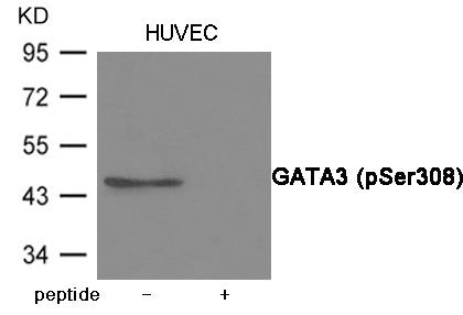 Western blot analysis of extracts from HUVEC cells using GATA3 (Phospho-Ser308) Antibody.The lane on the right is treated with the antigen-specific peptide.