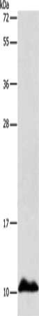 Gel: 12%SDS-PAGE, Lysate: 40 ug, Lane: Human fetal liver tissue, Primary antibody: CSB-PA173571(APOC1 Antibody) at dilution 1/500, Secondary antibody: Goat anti rabbit IgG at 1/8000 dilution, Exposure time: 20 seconds