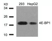 Western blot analysis of extracts from 293 and HepG2 cells using 4E-BP1(Ab-45) Antibody.
